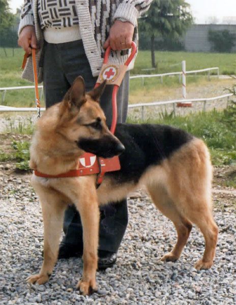 cane-guida