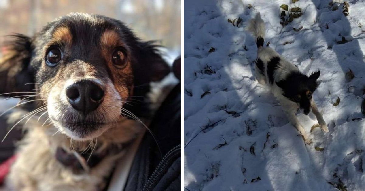 Il salvataggio del povero cucciolo incatenato nella neve