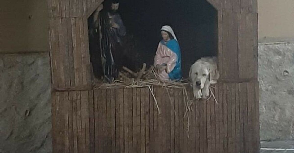 Cane nel presepe a Limbadi, la foto diventa virale