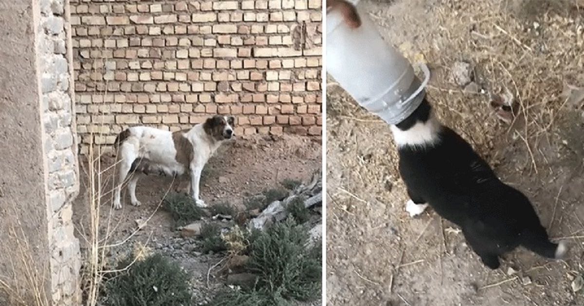 Cane randagio conduce uno sconosciuto dai suoi cuccioli per salvarli