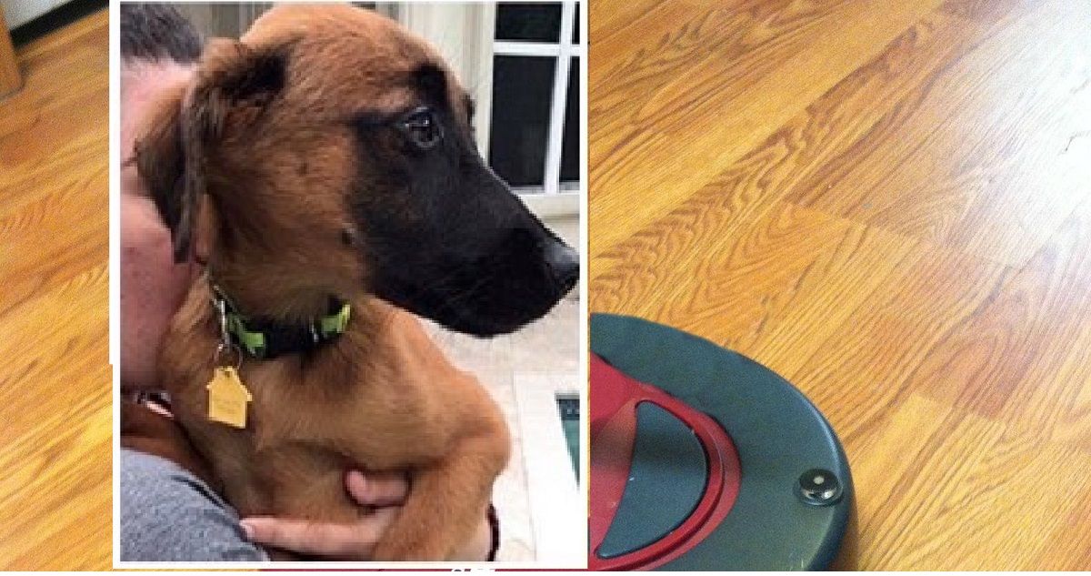 Roomba investe la pupù del cane e la spalma dappertutto