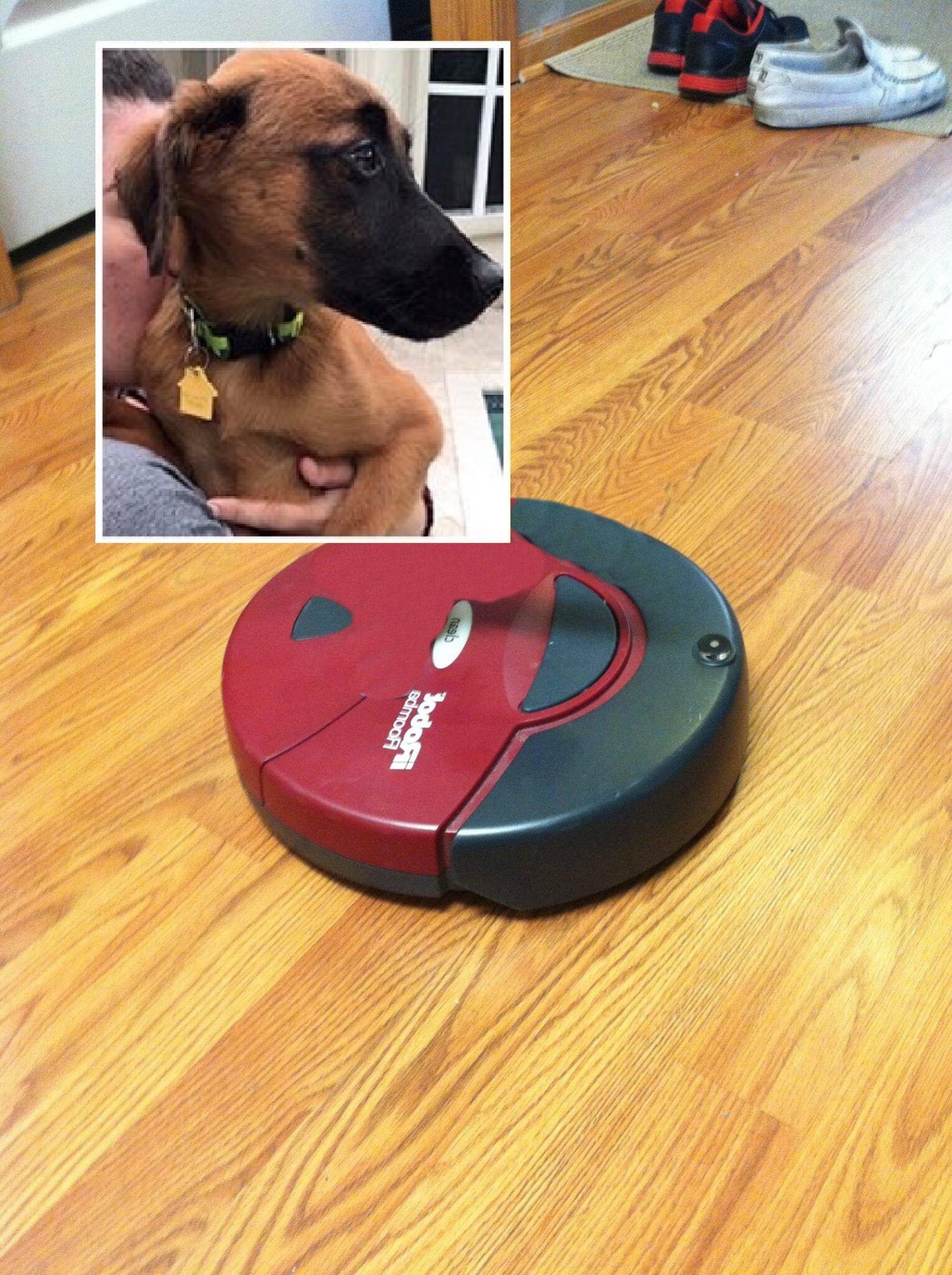 cane-roomba