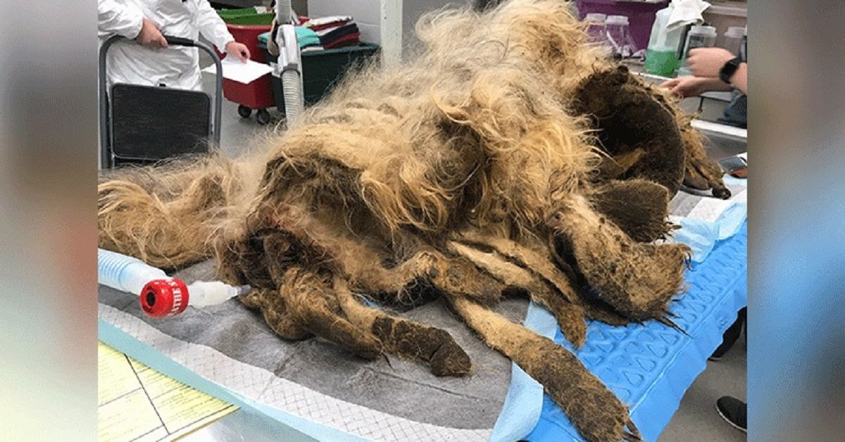 Cane trascurato trova una nuova vita quando gli tolgono 4 chili di pelliccia arruffata