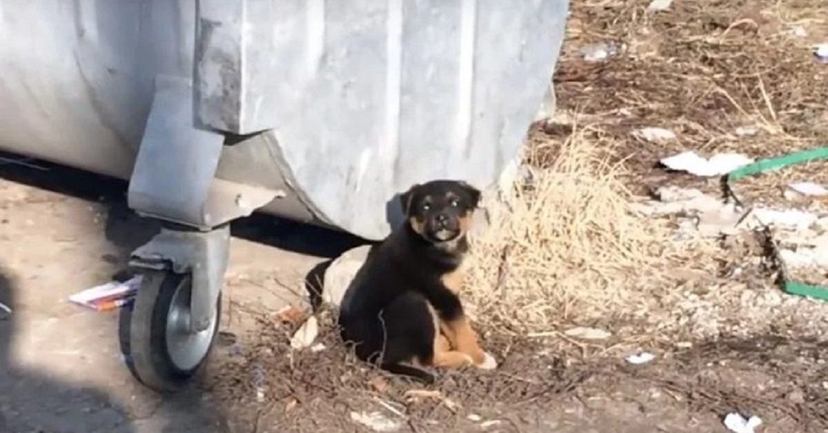 Cane abbandonato come un rifiuto tra i bidoni dell’immondizia