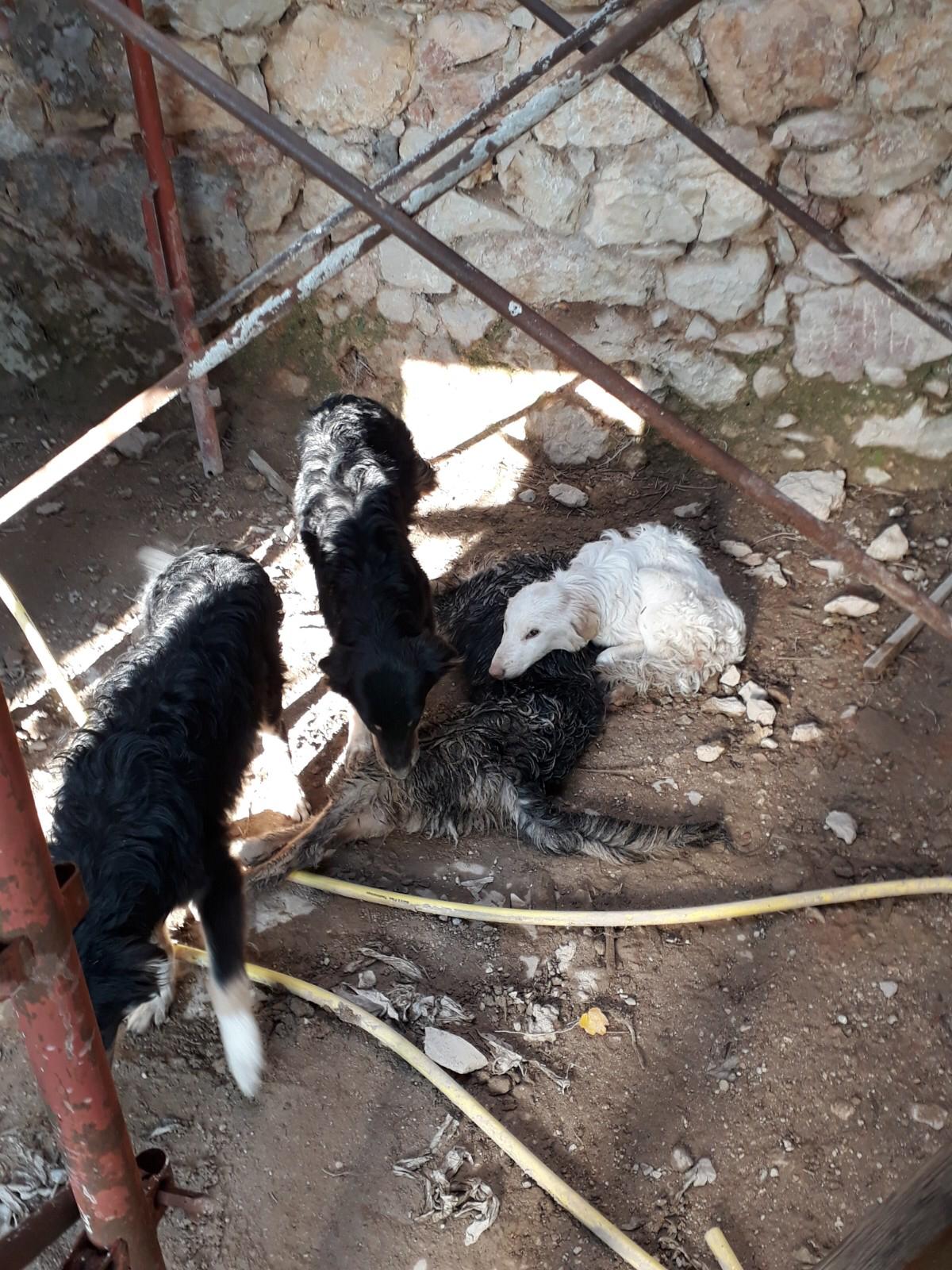 Grezzana, cani murati vivi in un casolare