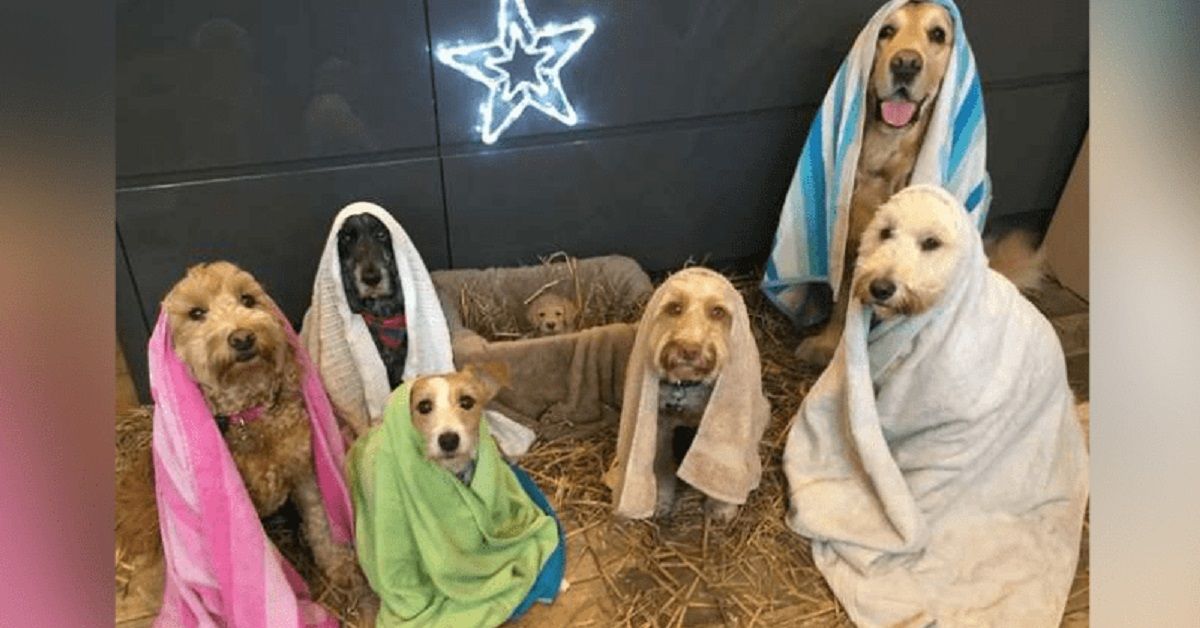 I cani che posano per la natività