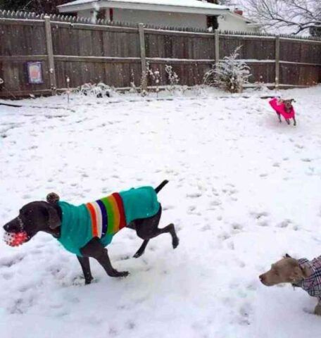 Alex-il-cane-costretto-a-vivere-da-randagio-per-molto-tempo 2