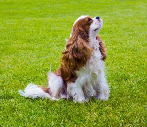 cavalier-king-charles-spaniel