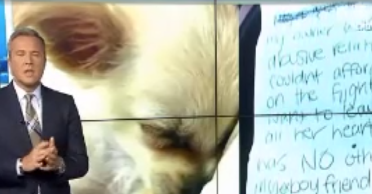 Chewy il chihuahua fortunato