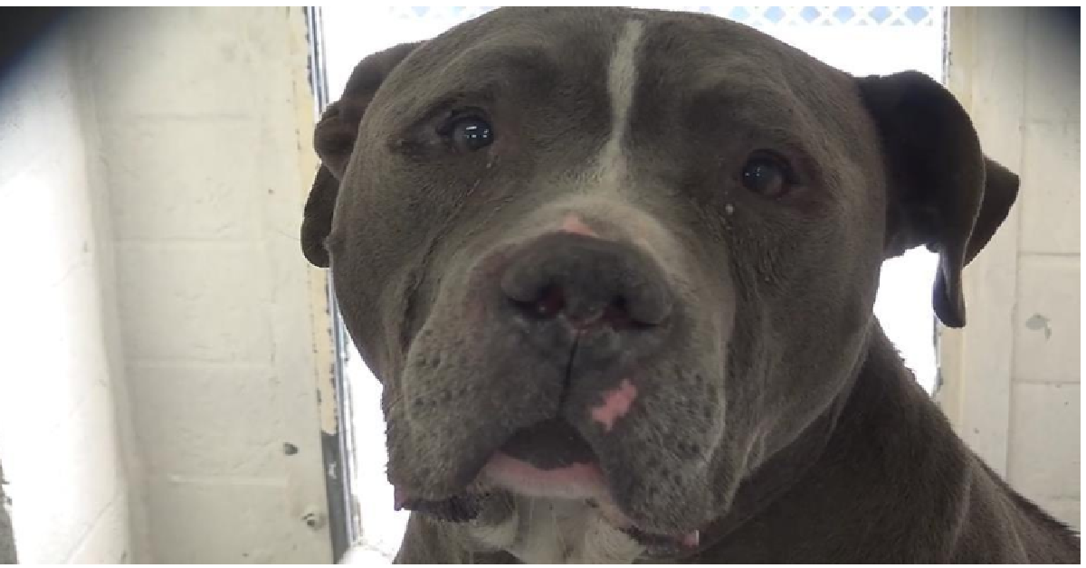 Cinnamon il pitbull