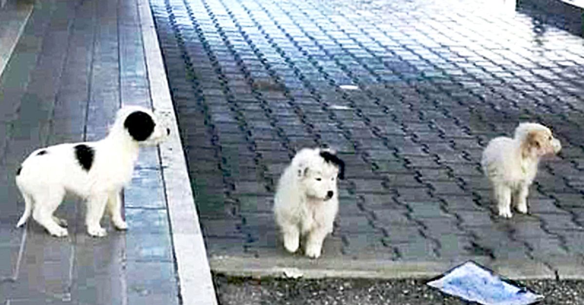 Avezzano, cuccioli abbandonati al distributore nella notte di Natale
