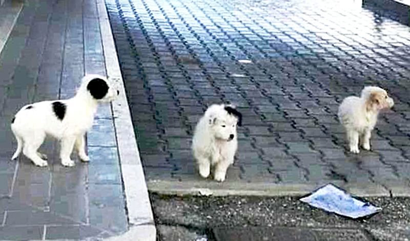 cuccioli-abbandonati