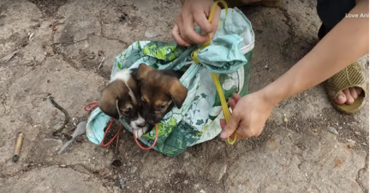 Due cuccioli nella busta