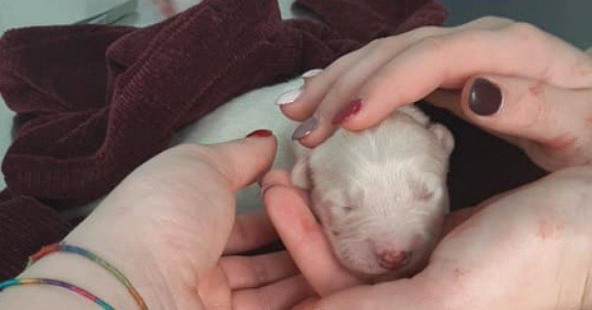Agrigento, lanciati tre cuccioli di cane da una macchina in corsa