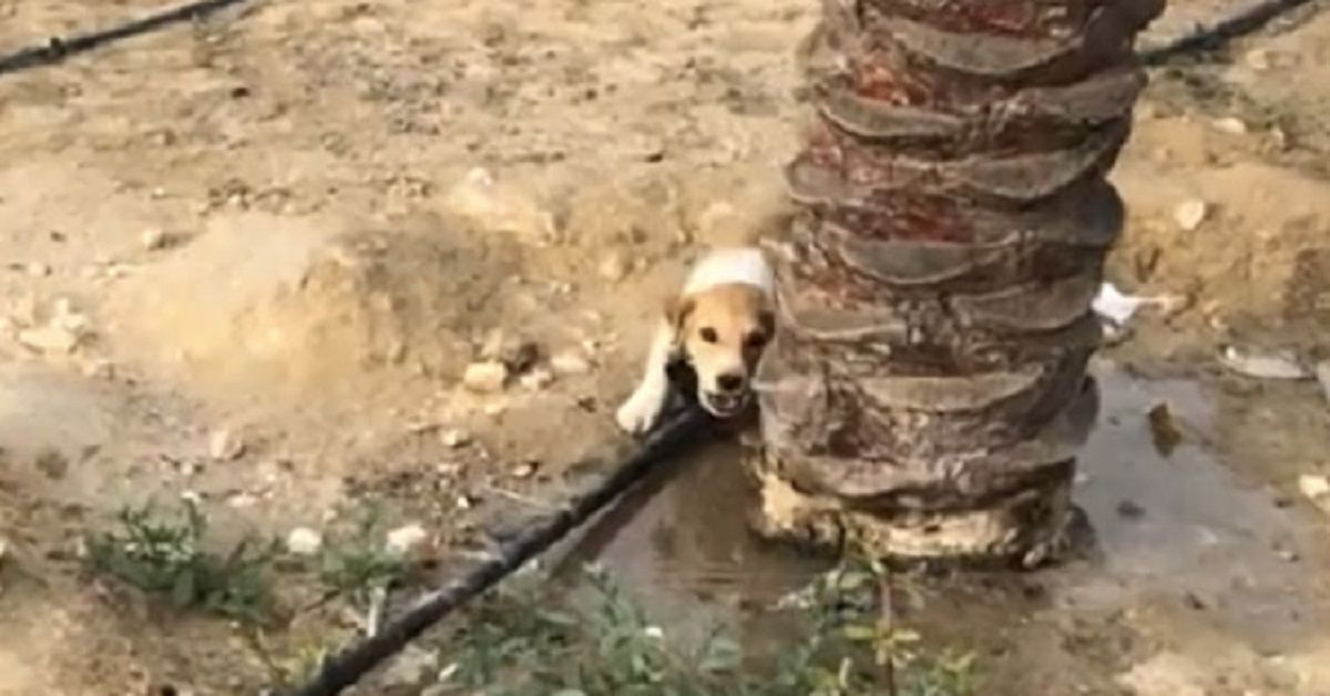Mentre fa jogging uomo trova un cucciolo traumatizzato e fa di tutto per salvarlo