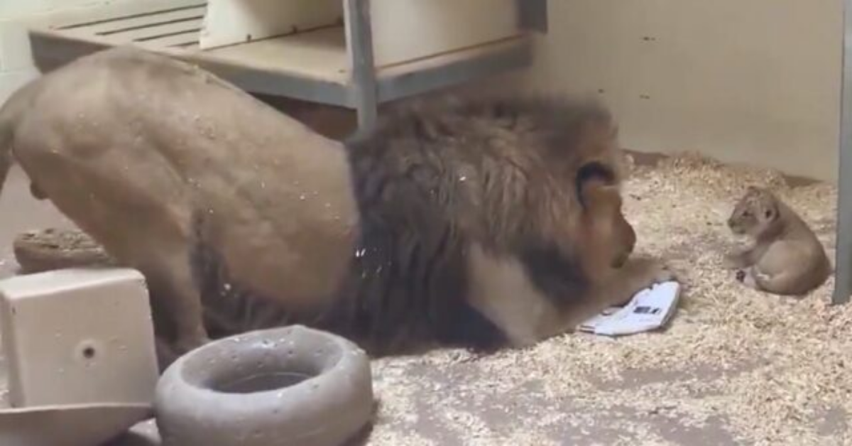 Papà leone incontra per la prima volta il suo cucciolo