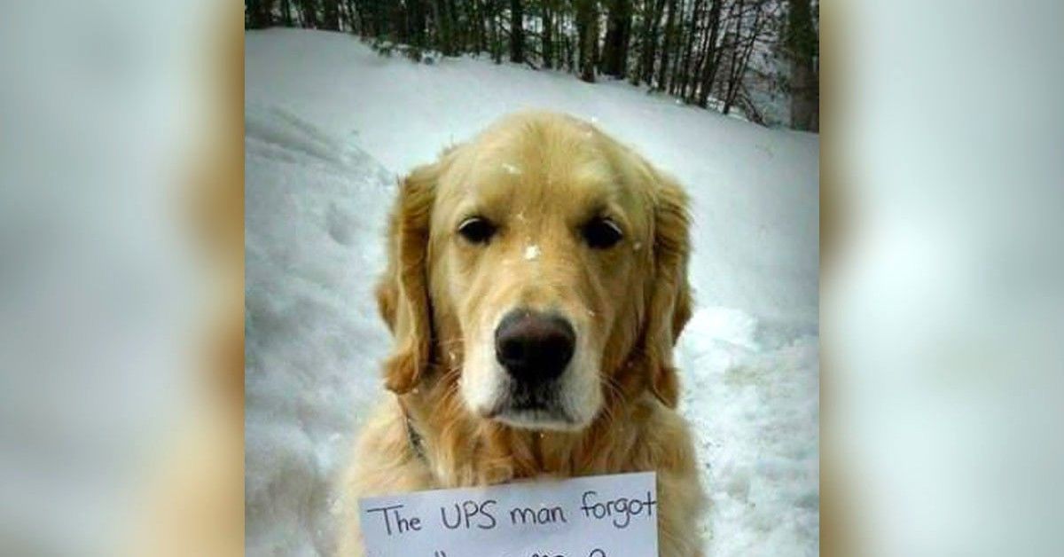 Corriere dell’UPS commette un errore, così il cane decide di fargli uno scherzo