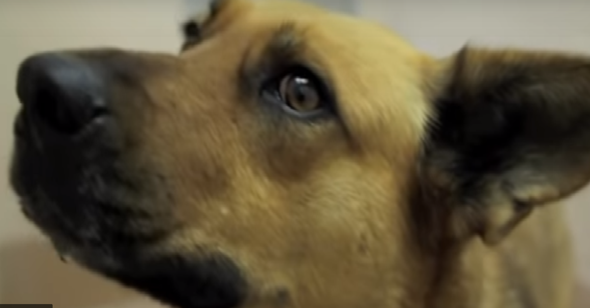Dora il cane scomparso
