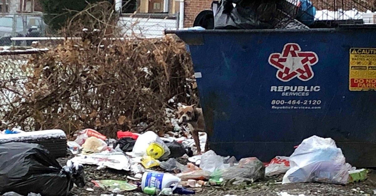 L’abbandono del povero Pitbull