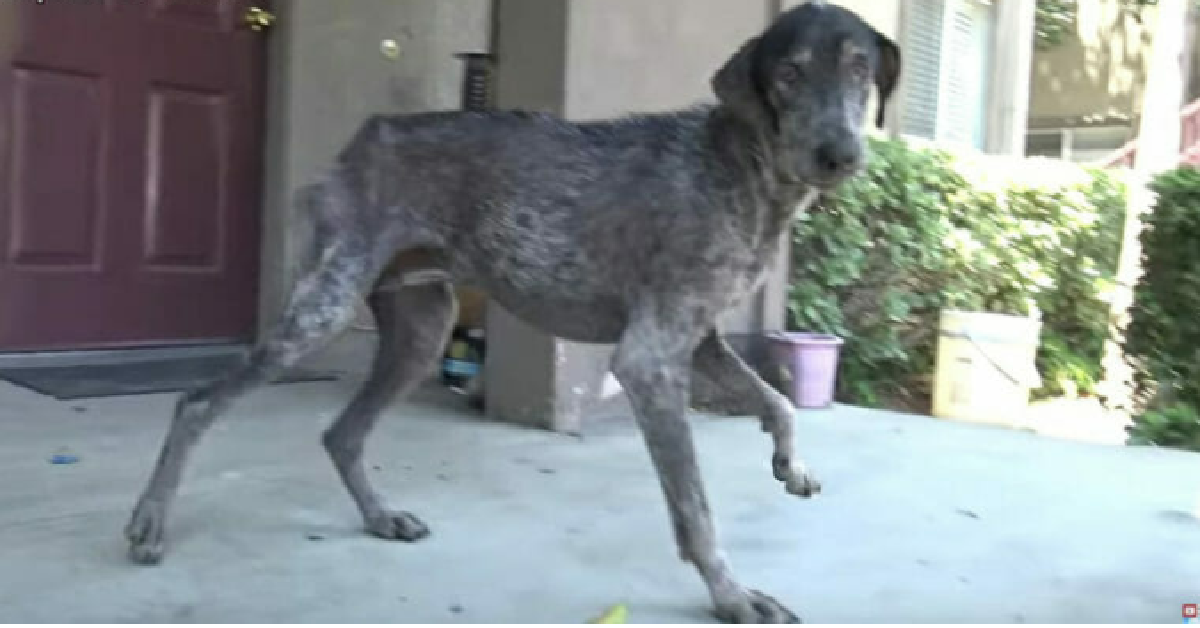 i volontari e il cane scomparso