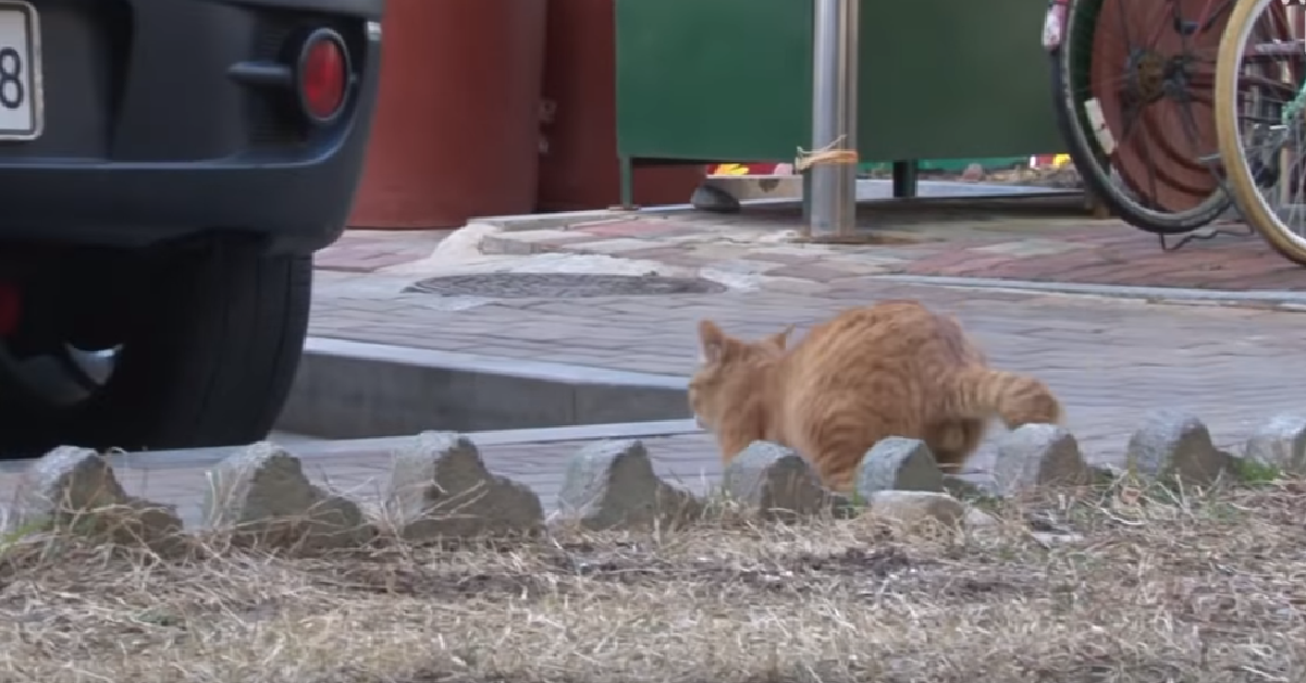 Garfield