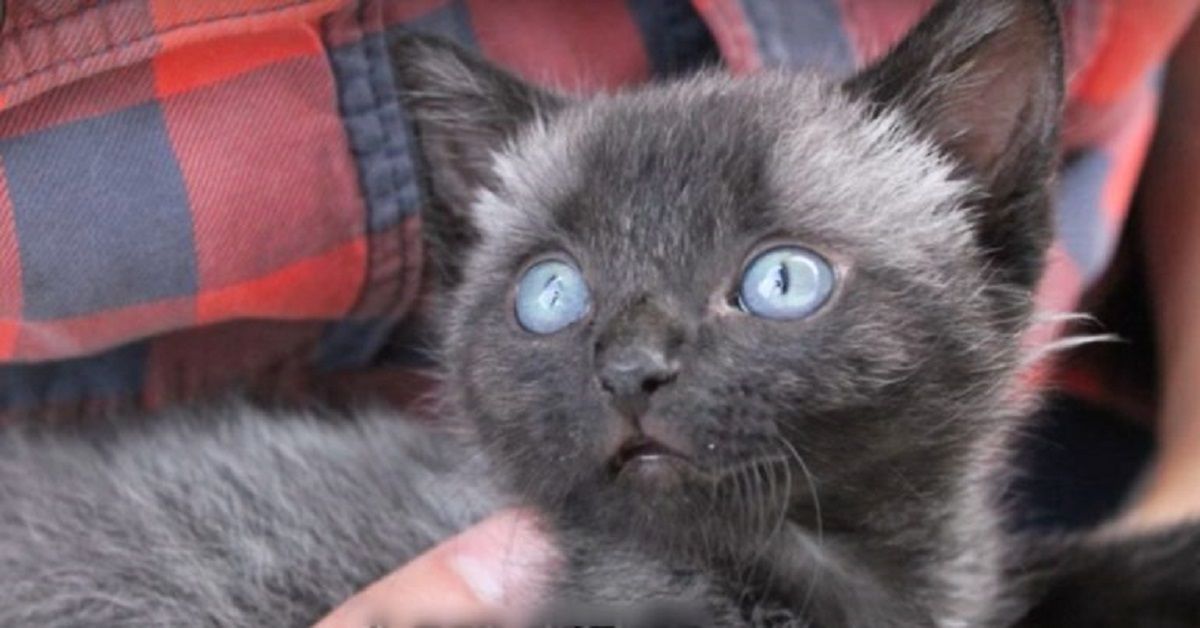 La trasformazione di un micio: da gatto grigio a gatto nero in poche settimane