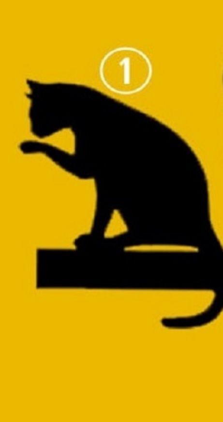 gatto-1