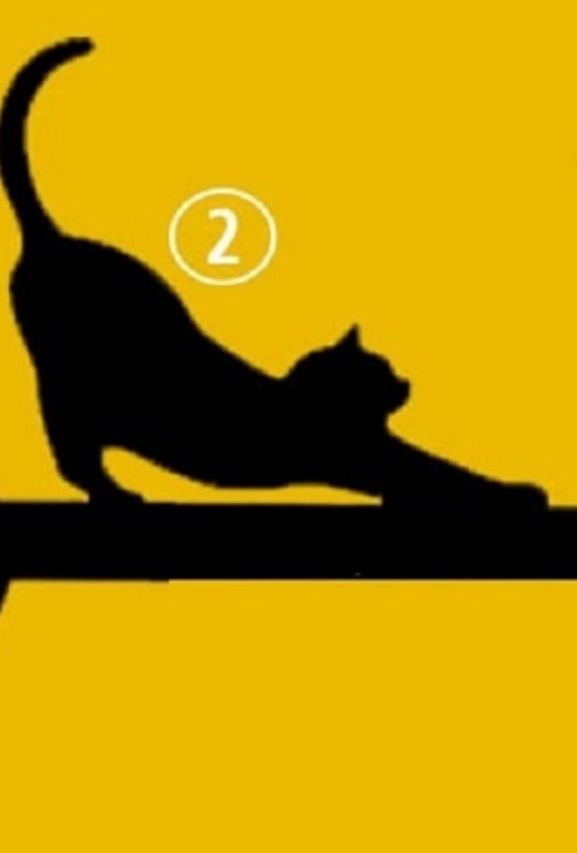 gatto-2