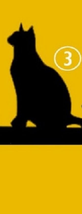 gatto-3