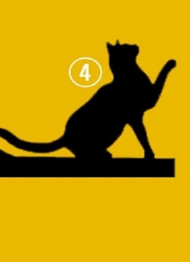 gatto-4