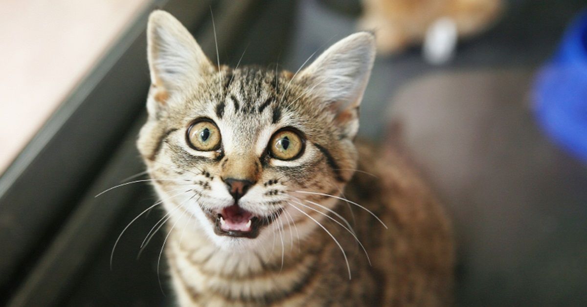 gatto-miagola