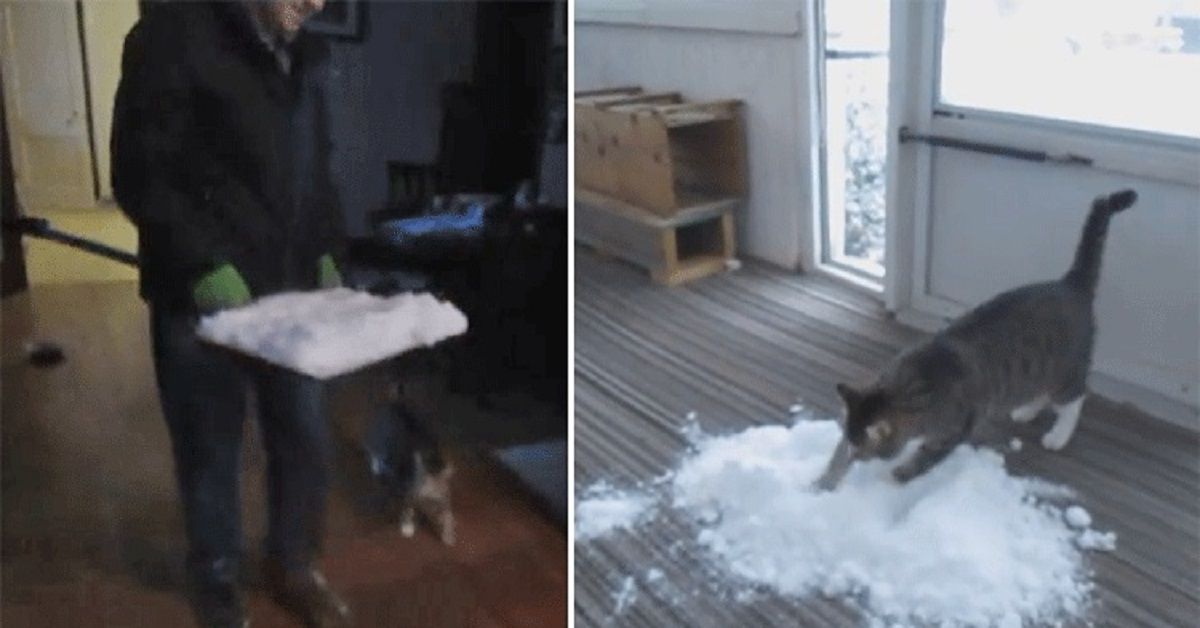 Papà porta la neve e l’inverno in casa per il suo amato gattino