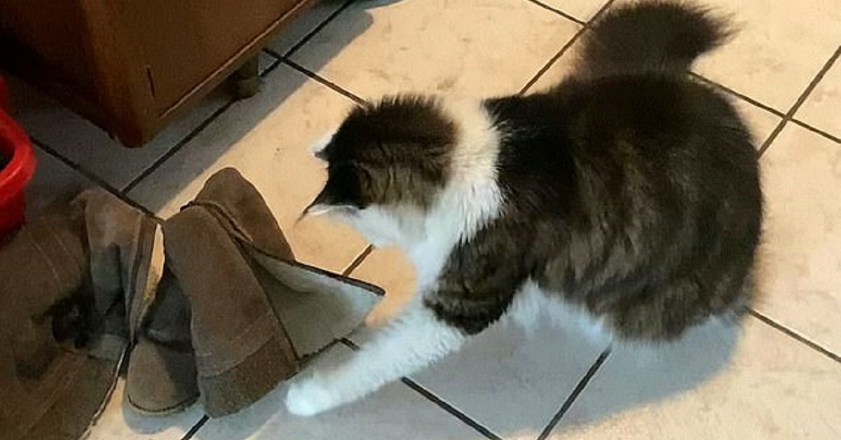 Donna si spaventa quando si rende conto che il gattino sta giocando con un serpente in casa