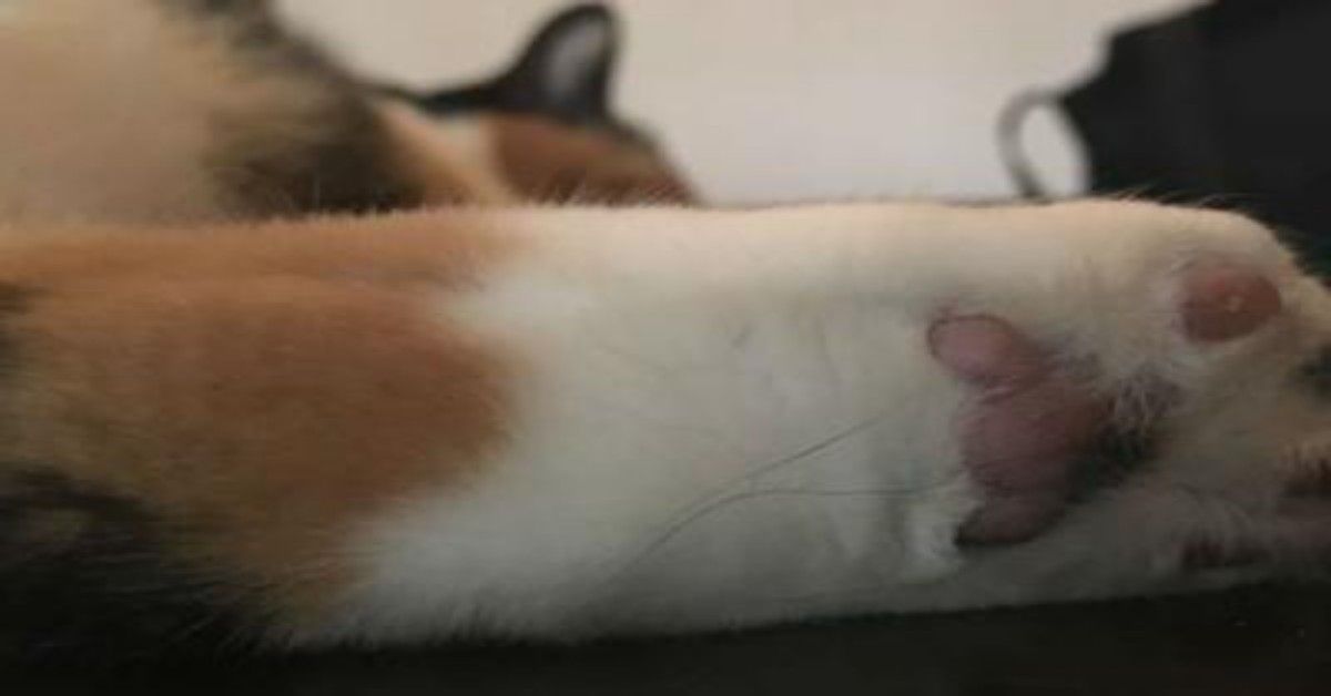 Lucera, negoziante scaccia un gatto randagio con un bastone, fino a togliergli la vita