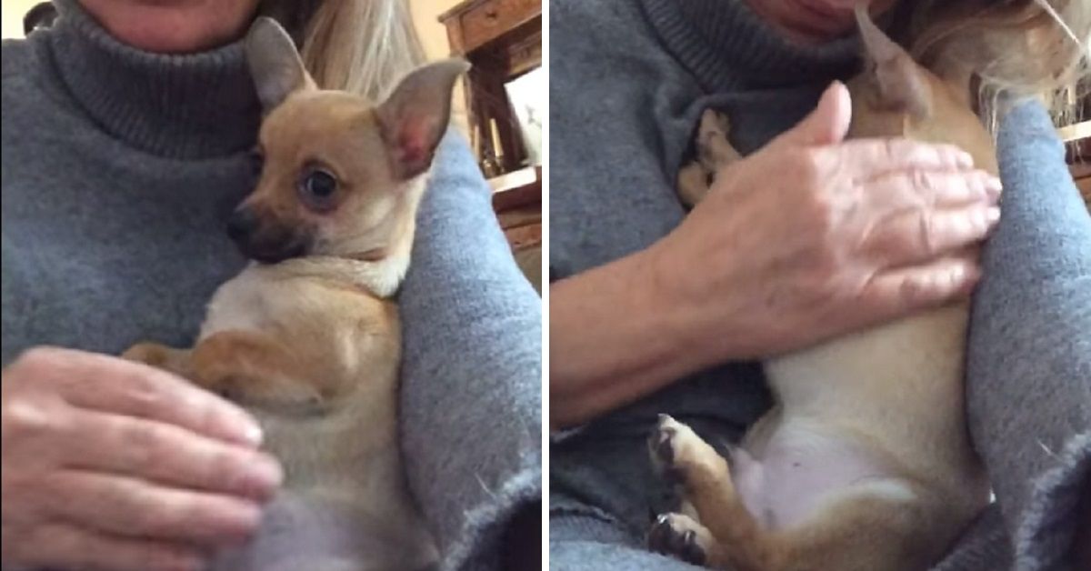 Gennarino, il chihuahua abbandonato dopo Natale
