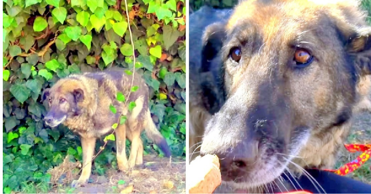 Grizzly, un cane sfortunato