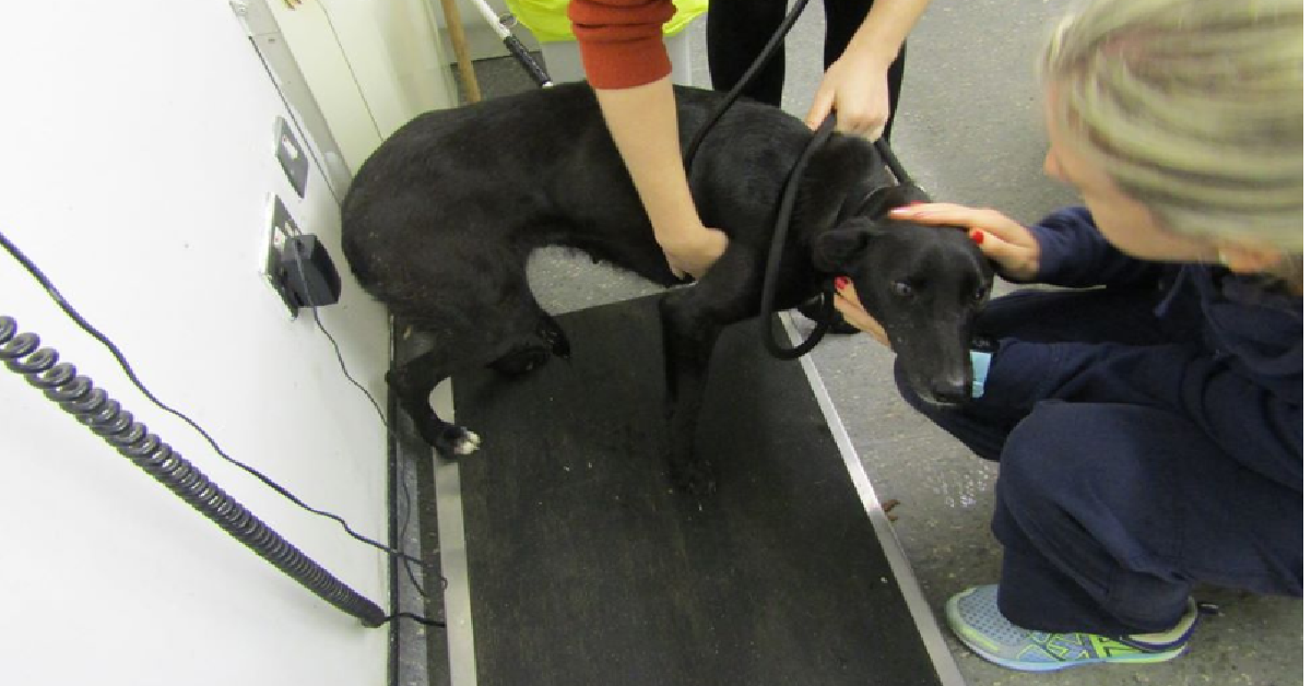 Heart, la cagnolina e i suoi cuccioli