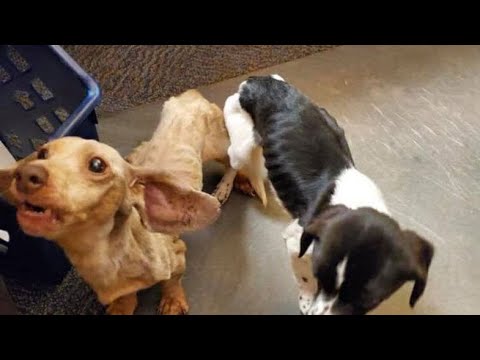 i-due-cani-abbandonati-al-parcheggio-di-Walmart 2