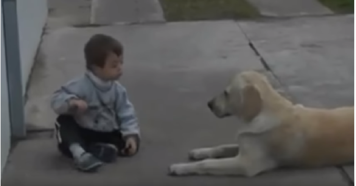 Himalaya il labrador