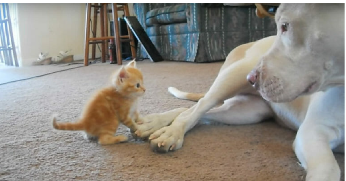Gli amici cane e gatto