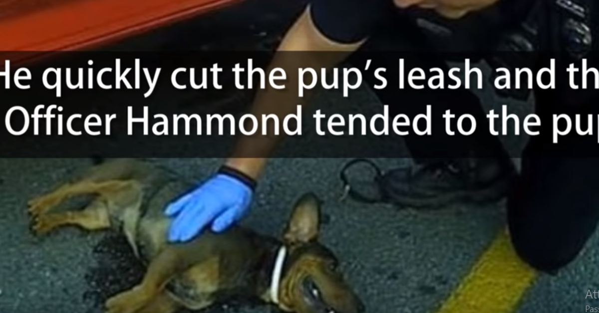 Il cane intrappolato