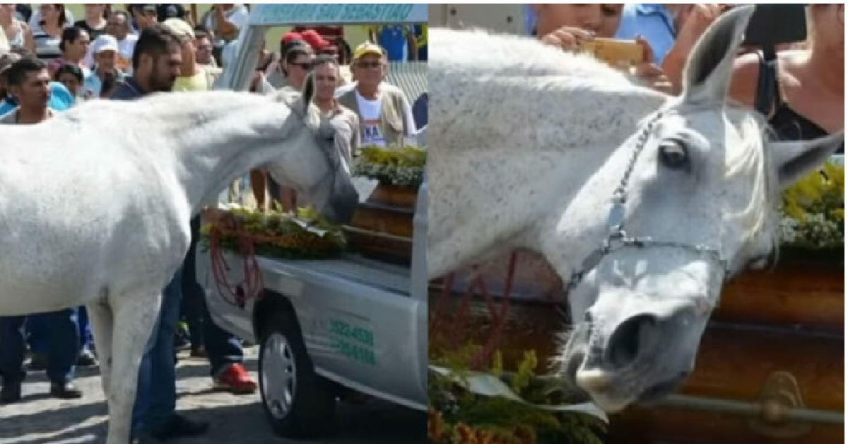 Il cavallo al funerale