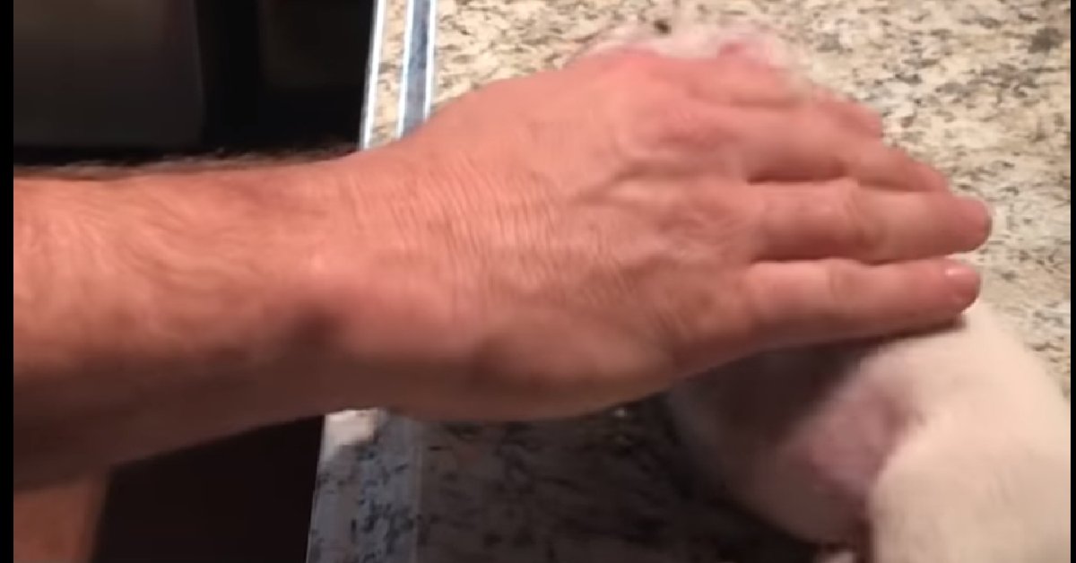 Il cucciolo appena nato