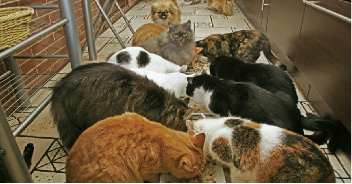 Il gattone ed il bambino