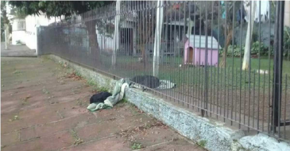 L’amorevole randagio