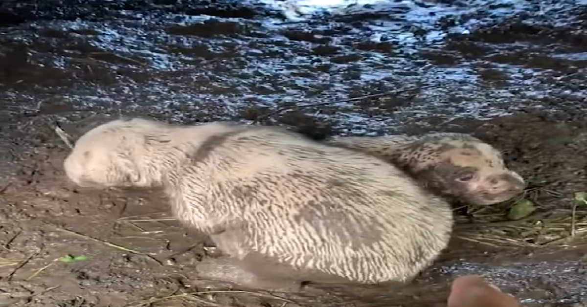 La mamma, i suoi cuccioli e il trattore