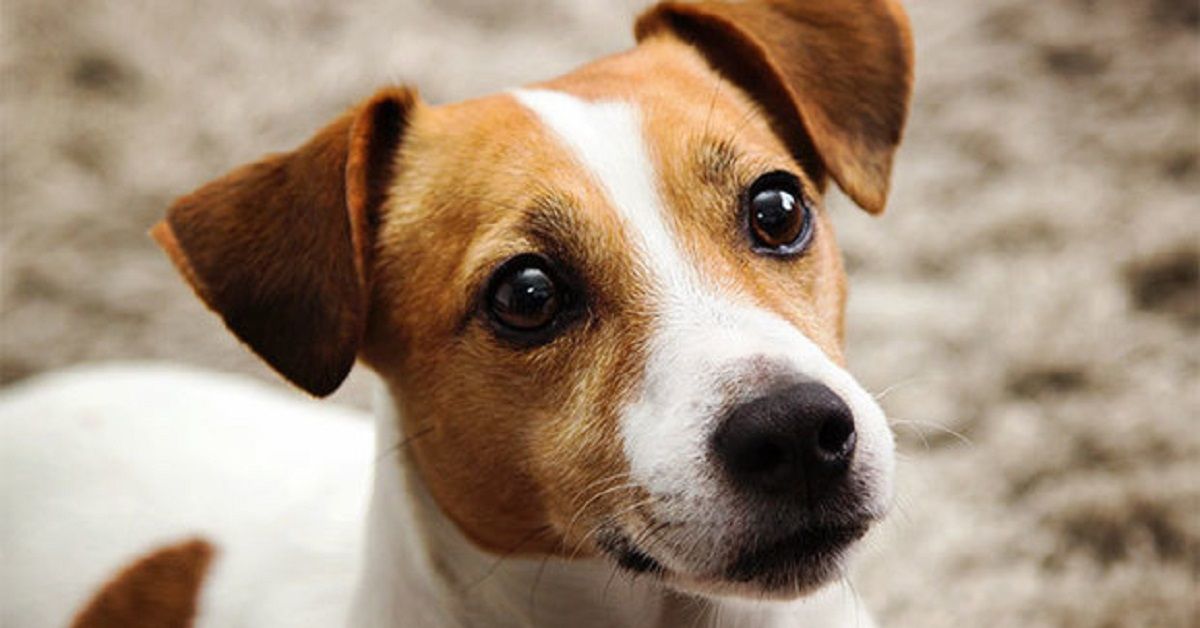 Cane Jack Russell salvato da una donna poco prima di finire in autostrada