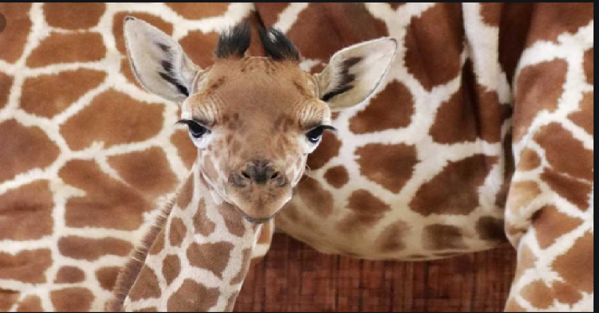 Kenzie la giraffa