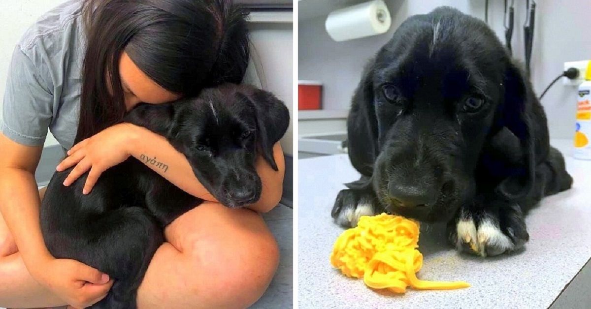 La terribile esperienza di Riley con il cucciolo che aveva appena adottato
