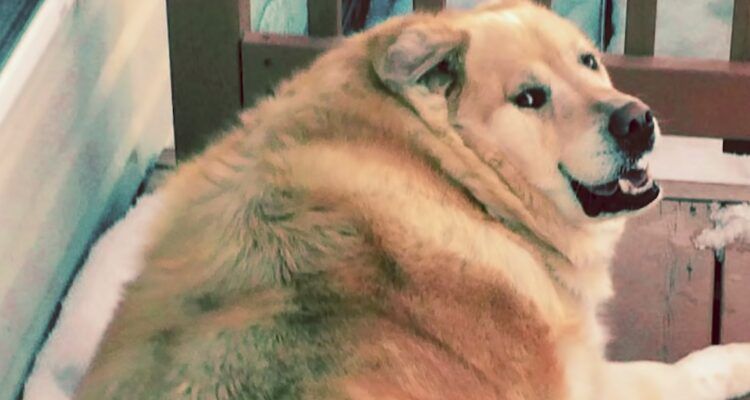 La Trasformazione Di Kai Il Cane Obeso Bigodino